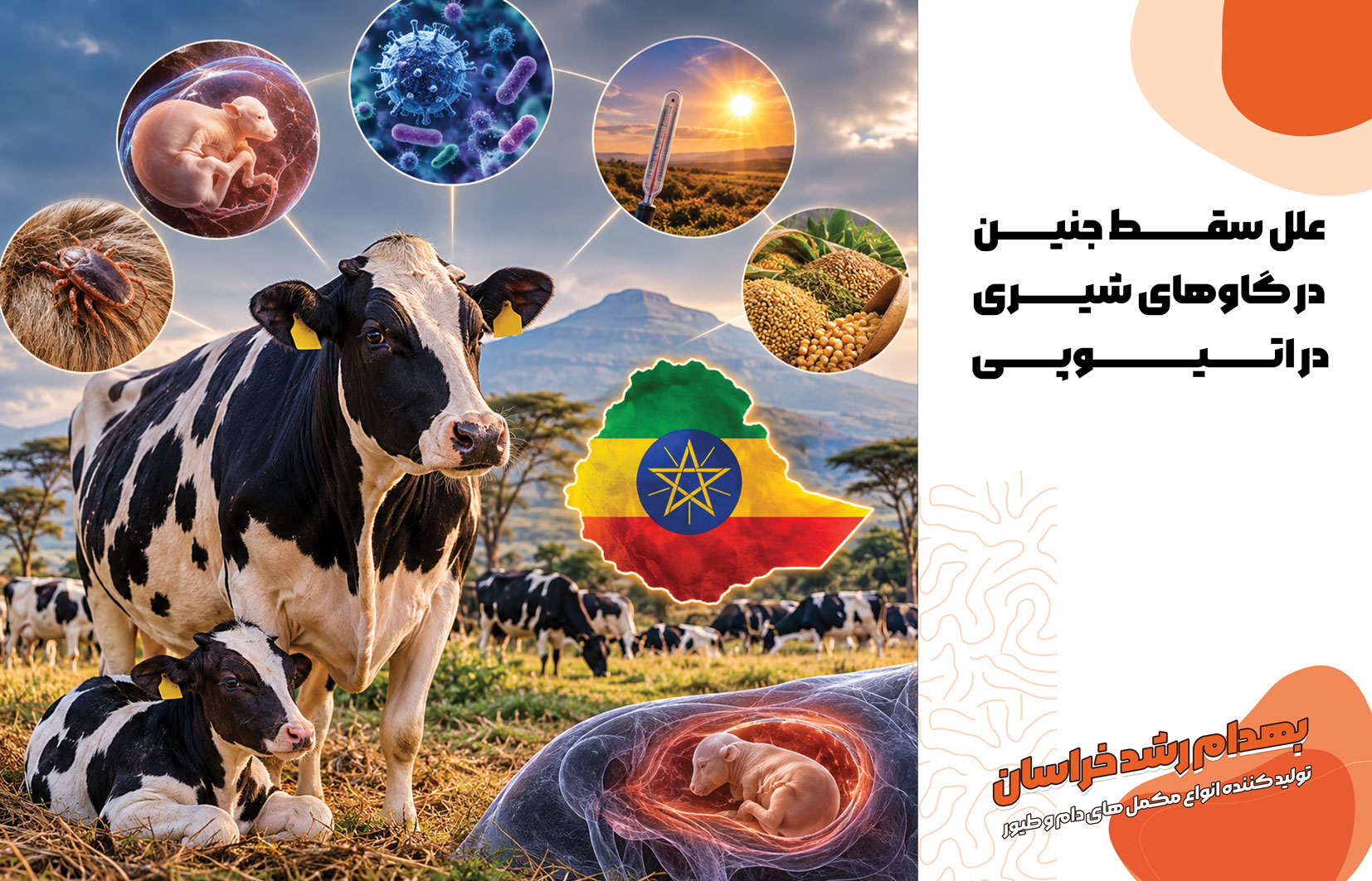 سقط گاو آبستن، بیماری‌های تولیدمثلی گاو، بروسلوز گاوی، نئوسپوروز گاوی، اسهال ویروسی گاو، IBR، مدیریت تولیدمثل گاو شیری، پیشگیری از سقط در دامداری