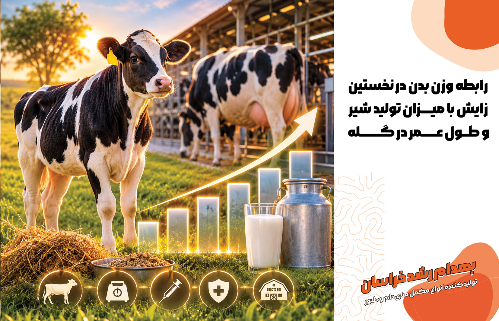    طول عمر اقتصادی گاو شیری    مدیریت تولیدمثل گاو    جیره‌نویسی تلیسه