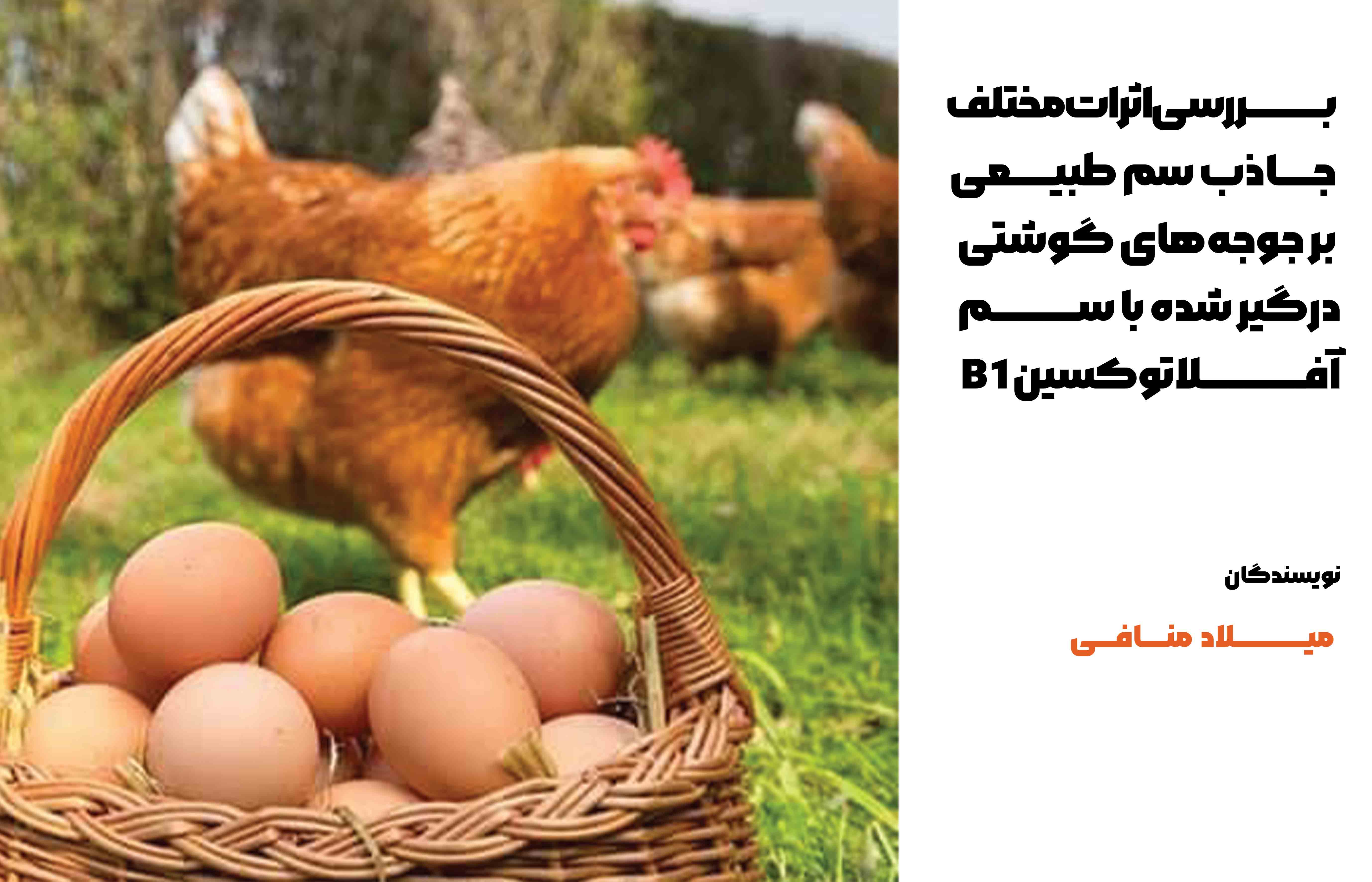 آلودگی آفلاتوکسین در دام و طیور و انتقال آن به انسان در رخداد بیماری های مختلف مانند هپاتیت و سیروز کبدی اهمیت داشته و یافتن روش‌هایی برای کاهش جذب سموم در بافت‌های دام و طیور در افزایش سلامت محصولات دامی اثر گذار می‌باشد. هدف: بررسی اثرات جاذب سم طبیعی در جوجه‌های آلوده به سم آفلاتوکسینB1 بر خصوصیات عملکردی، ایمنی و ریخت شناسی روده می‌باشد. 