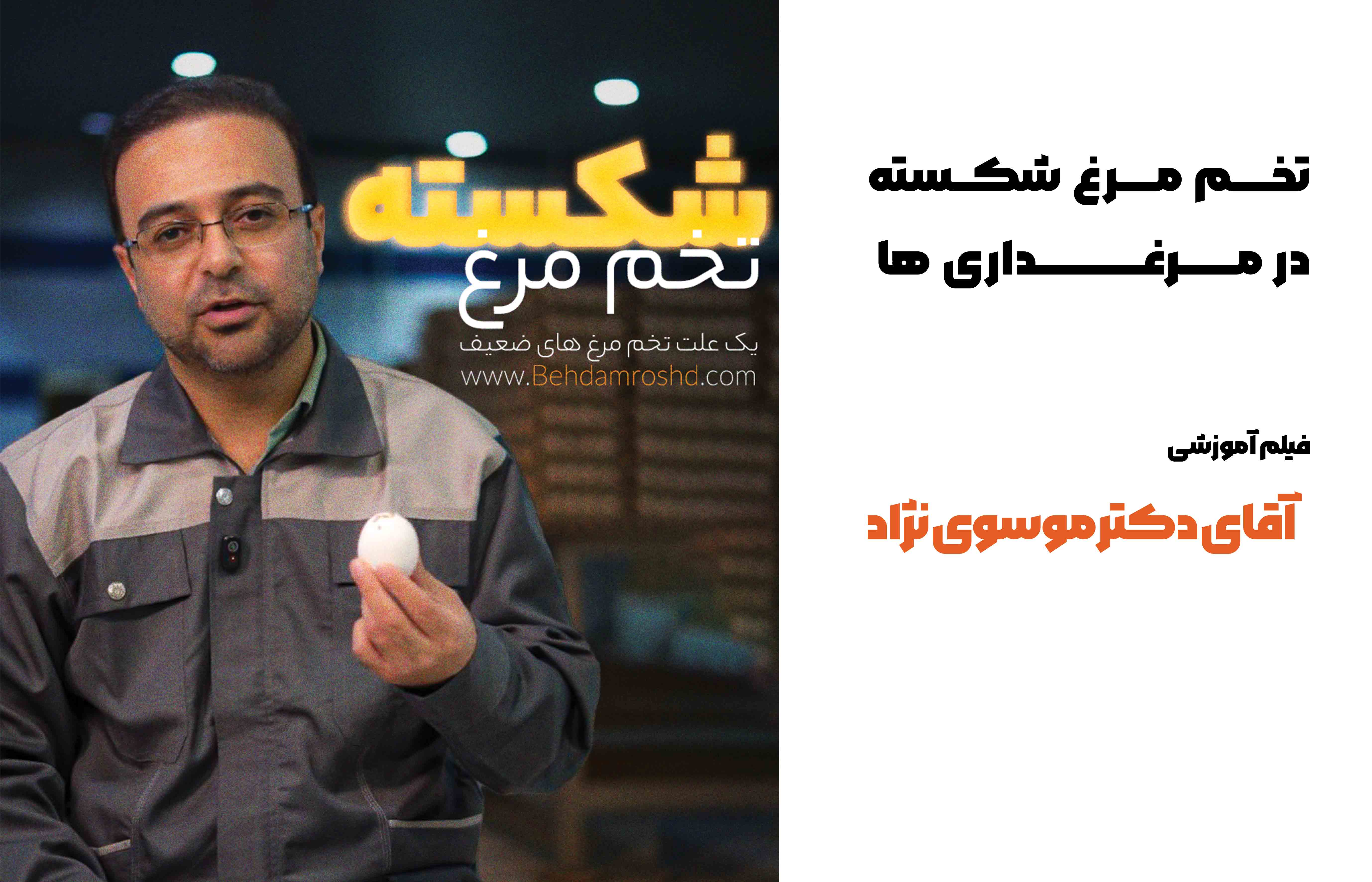 تخم مرغ شکسته در مرغداری ها