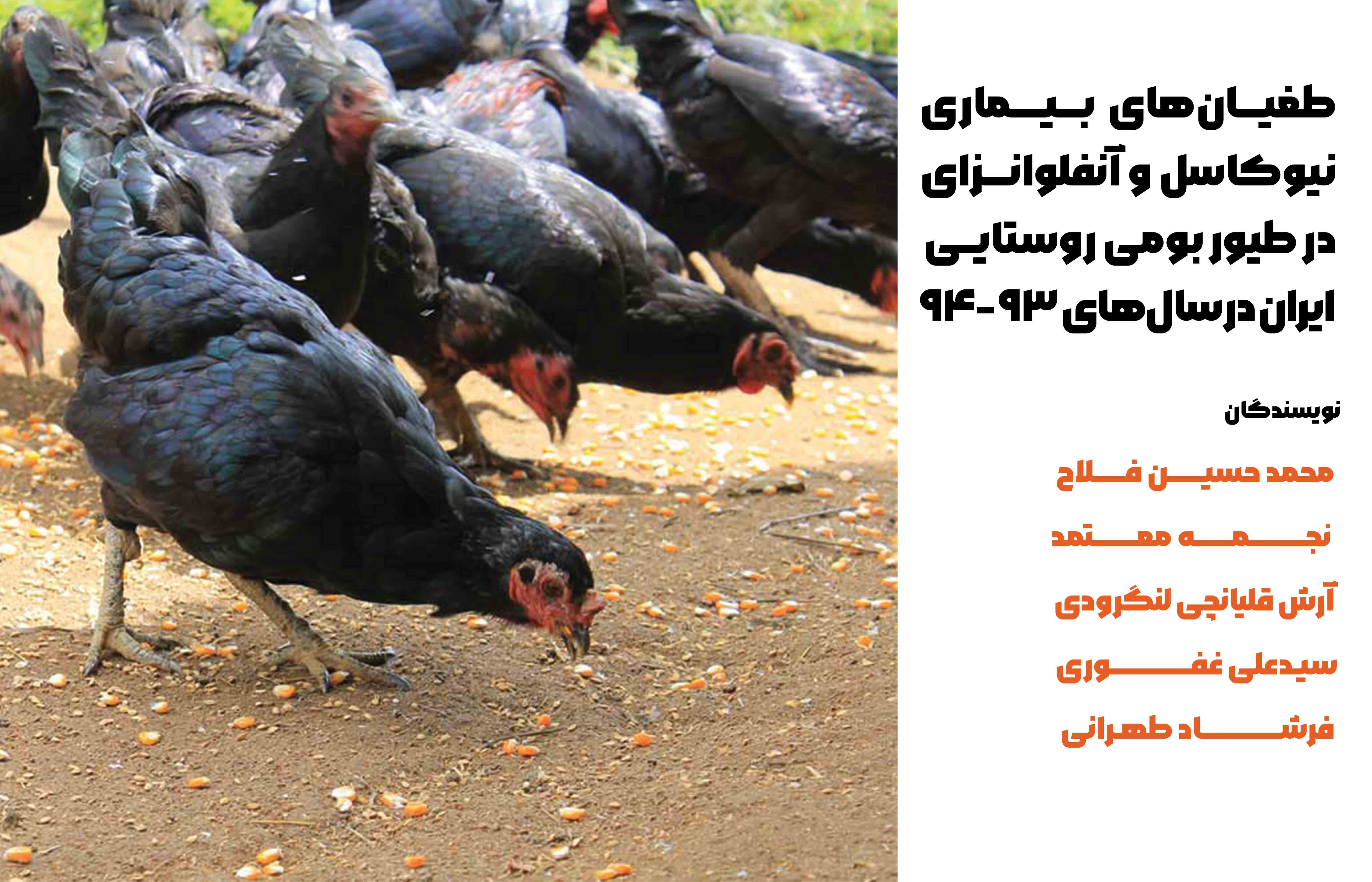 طیور بومی کشور در معرض ابتلا به انواع بیماری‌های واگیردار ویروسی از جمله بیماری نیوکاسل و آنفلوانزای H9N2 می‌باشند. این ویروس‌ها علاوه بر ایجاد بیماری درگله، بر اقتصاد و معیشت مردم روستا هم اثر گذارند. طیور روستایی در گردش و بقای ویروس‌ها در محیط نقش داشته و خطری بالقوه برای صنعت طیور محسوب می‌شوند.